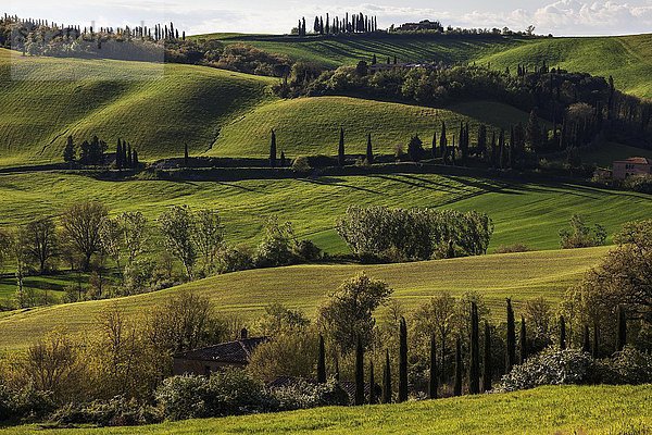 Toskanische Hügellandschaft mit Zypressen  bei Montenori  Toskana  Italien  Europa