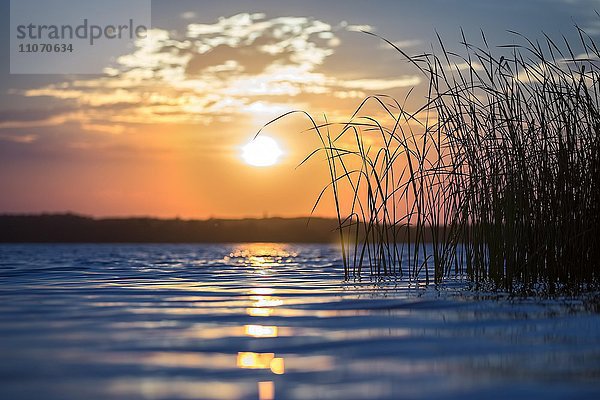 See mit Schilfgras bei Sonnenuntergang  Flußlandschaft Mittelelbe  Sachsen-Anhalt  Deutschland  Europa