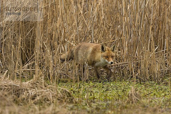 Rotfuchs (Vulpes vulpes)  Zandvoort  Nordholland  Niederlande  Europa