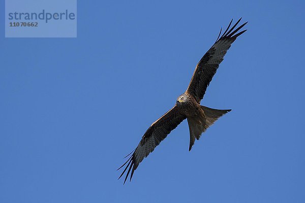 Rotmilan (Milvus milvus) im Flug  Wittlich  Rheinland-Pfalz  Deutschland  Europa