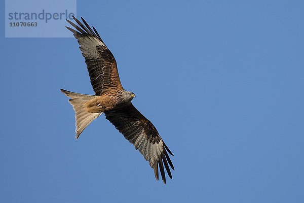 Rotmilan (Milvus milvus) im Flug  Wittlich  Rheinland-Pfalz  Deutschland  Europa