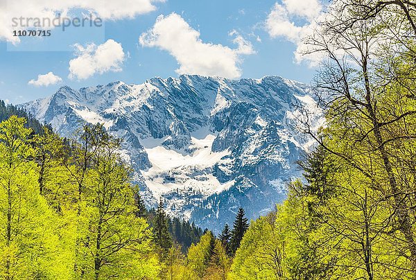 Ausblick auf Berge mit Schnee und Bäume im Frühling  Wettersteingebirge im Frühling  Wettersteingebirge  bei Partnachklamm  Garmisch-Partenkirchen  Bayern  Oberbayern  Deutschland  Europa
