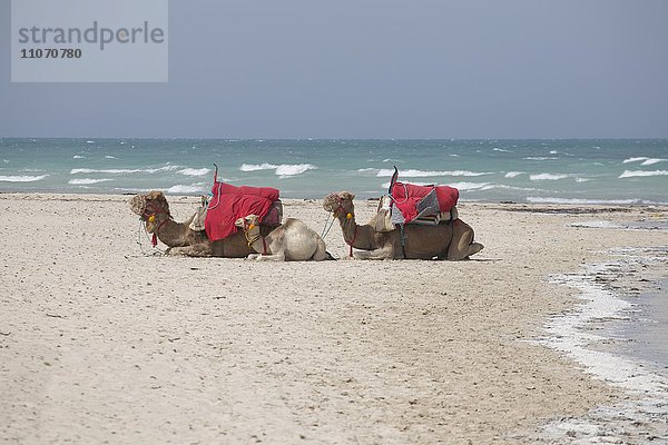 Dromedare liegen im Sand am Strand  Midoun  Djerba  Tunesien  Afrika