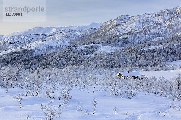 Winterlandschaft  Wohnhaus zwischen schneebedeckten Bäumen  Kanstadfjord  Insel Hinnøya  Nordland  Norwegen  Europa