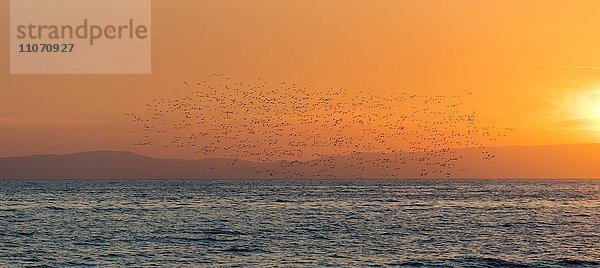 Schwarm von Seevögel bei Sonnenuntergang am Mittelmeer  Kardamili  Peloponnes  Griechenland  Europa