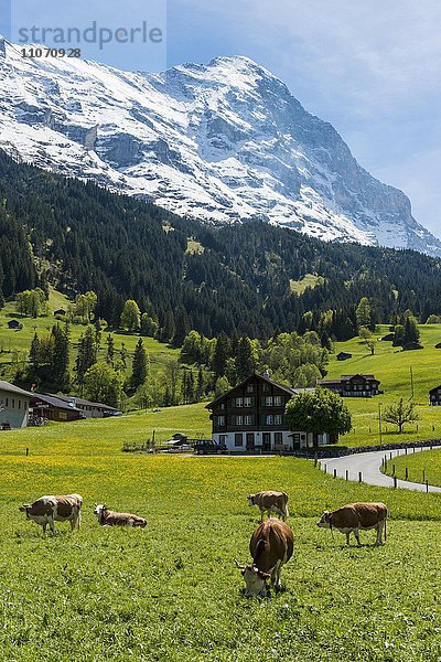 Kühe auf der Weide vor der Eiger Nordwand  Grindelwald  Berner Oberland  Kanton Bern  Schweiz  Europa