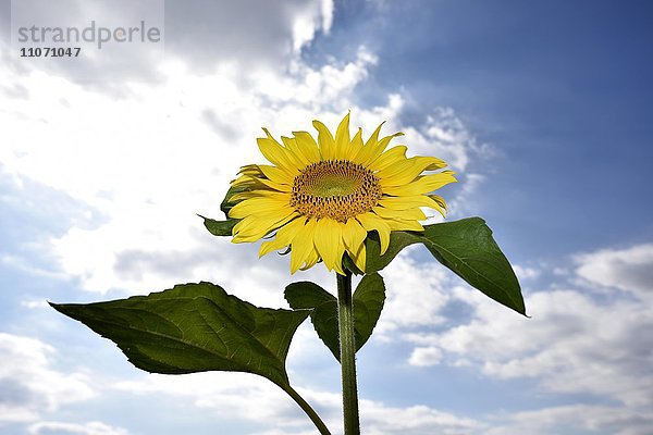 Sonnenblume (Helianthus annuus) vor Wolkenhimmel