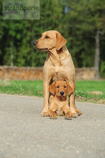 Labrador Retriever  gelb  Hündin mit Welpe