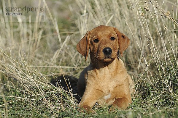 Labrador Retriever  Welpe im Gras  gelb  Rüde