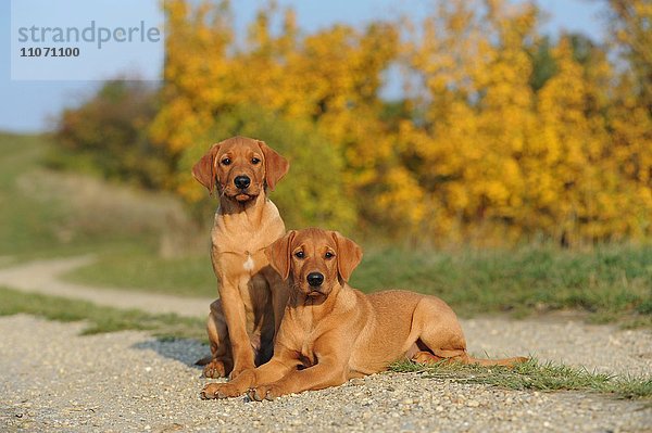Labrador Retriever  Welpen sitzen auf Weg  gelb  Rüde und Hündin