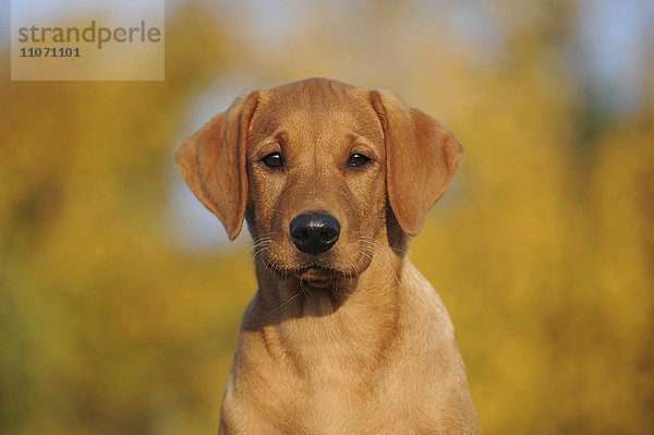 Labrador Retriever  Welpe  gelb  Hündin  Portrait