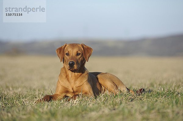 Labrador Retriever  gelb  Hündin sitzt auf der Wiese  Deutschland  Europa