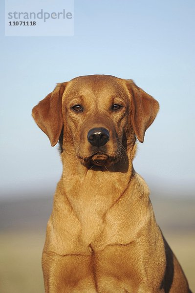 Labrador Retriever  gelb  Hündin  Portrait  Deutschland  Europa