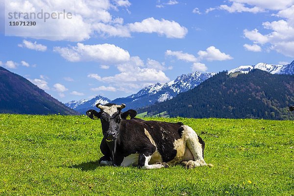 Kuh (Bos primigenius taurus) liegt auf der Weide  Ostallgäu  Allgäu  Bayern  Deutschland  Europa
