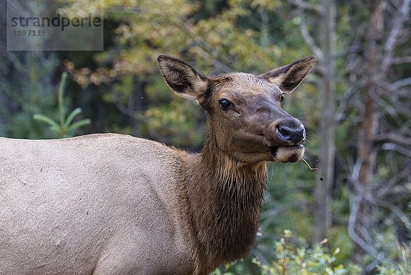 Wapiti  Elk (Cervus canadensis)  Hirschkuh  Banff Nationalpark  kanadische Rocky Mountains  Alberta  Kanada  Nordamerika