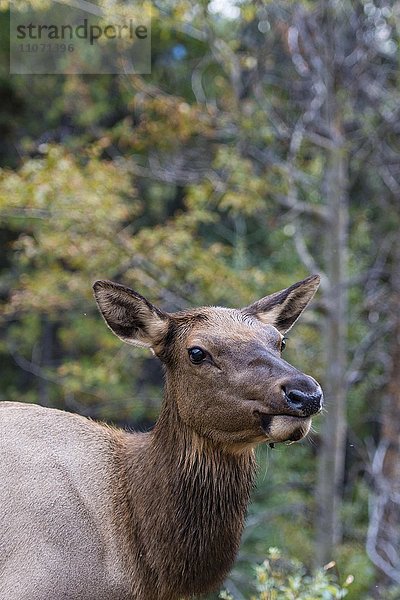 Wapiti  Elk (Cervus canadensis)  Hirschkuh  Banff Nationalpark  kanadische Rocky Mountains  Alberta  Kanada  Nordamerika