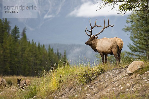 Wapiti  Elk (Cervus canadensis) schaut in die Ferne  Hirsch  Banff Nationalpark  kanadische Rocky Mountains  Alberta  Kanada  Nordamerika