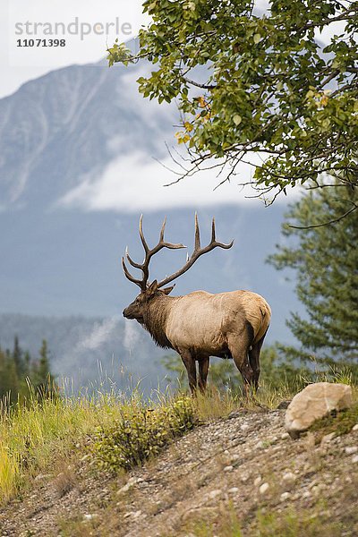 Wapiti  Elk (Cervus canadensis) schaut in die Ferne  Hirsch  Banff Nationalpark  kanadische Rocky Mountains  Alberta  Kanada  Nordamerika