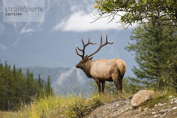 Wapiti  Elk (Cervus canadensis) schaut in die Ferne  Hirsch  Banff Nationalpark  kanadische Rocky Mountains  Alberta  Kanada  Nordamerika