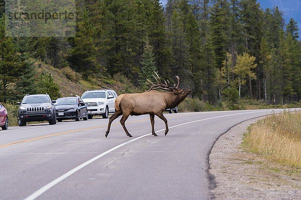 Wapiti  Elk (Cervus canadensis) überquert Straße  Hirsch  Banff Nationalpark  kanadische Rocky Mountains  Alberta  Kanada  Nordamerika