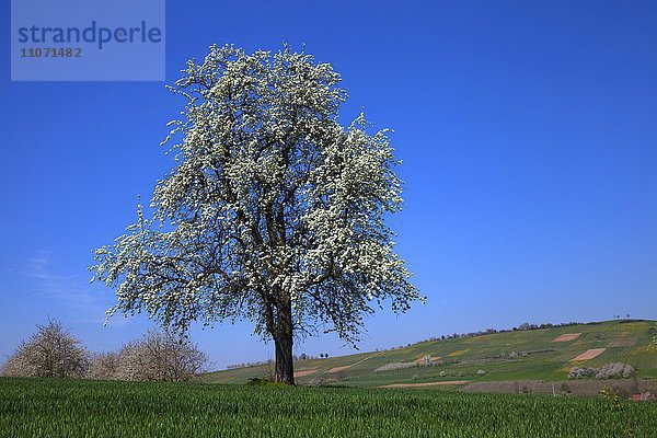 Blühender Kirschbaum (Prunus)  Obereggenen  Markgräflerland  Schwarzwald  Baden-Württemberg  Deutschland  Europa