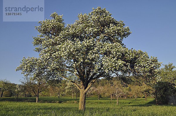 Blühender Birnbaum  bei Herrenberg  Baden-Württemberg  Deutschland  Europa