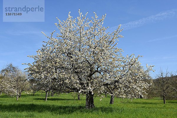 Blühender Kirschbaum auf Obstplantage  bei Herrenberg  Baden-Württemberg  Deutschland  Europa