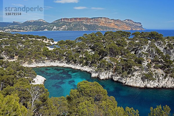 Calanque de Port Pin vor Soubeyranes Klippen  Cassis  Nationalpark Calanques  Provence  Frankreich  Europa