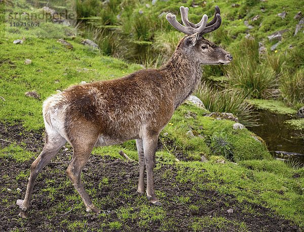 Rothirsch (Cervus elaphus) mit Bastgeweih  captive  Skåne län  Schweden  Europa