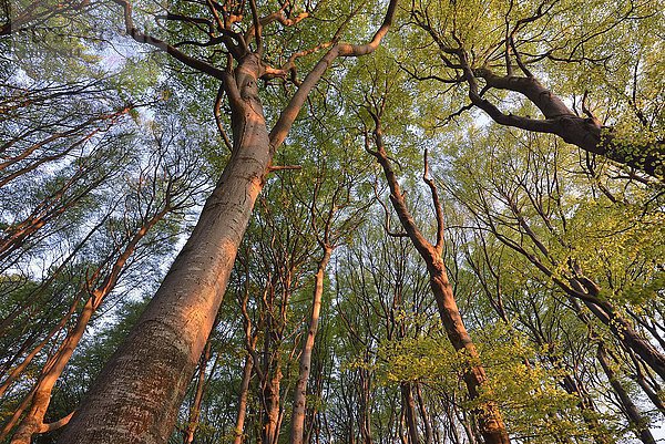 Rotbuchen (Fagus sylvatica)  Baumkronen im Nationalpark Jasmund im Frühling  Rügen  Mecklenburg-Vorpommern  Deutschland  Europa