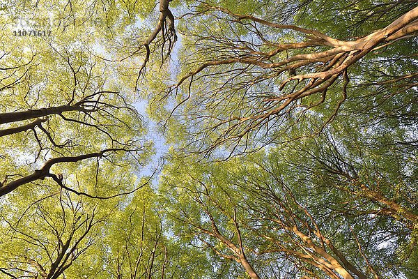 Rotbuchen (Fagus sylvatica)  Baumkronen im Nationalpark Jasmund im Frühling  Rügen  Mecklenburg-Vorpommern  Deutschland  Europa