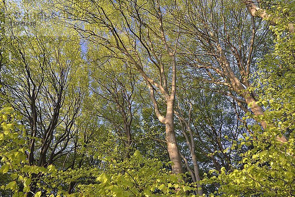 Rotbuchen (Fagus sylvatica)  Buchenwald im Nationalpark Jasmund im Frühling  Rügen  Mecklenburg-Vorpommern  Deutschland  Europa