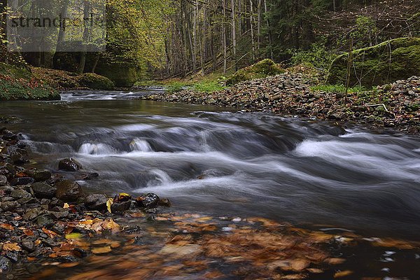 Flusslauf der Polenz durch das Polenztal  Gebirgsbach im Herbst  Sächsische Schweiz  Elbsandsteingebirge  Sachsen  Deutschland  Europa
