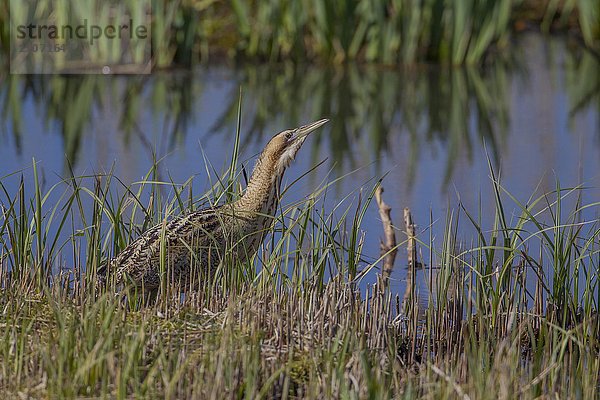 Rohrdommel (Botaurus stellaris)  Altvogel im Schilf  Suffolk  Großbritannien  Europa