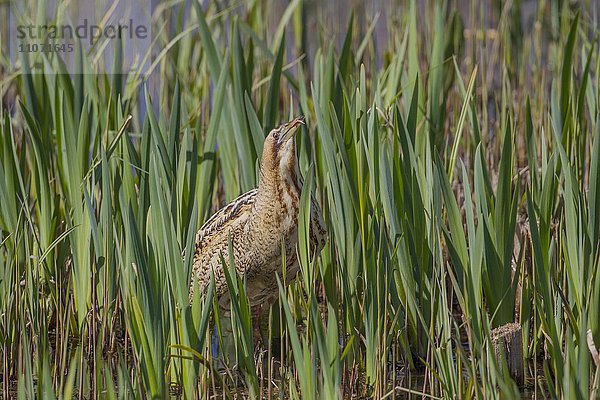 Rohrdommel (Botaurus stellaris)  Altvogel im Schilf  Suffolk  Großbritannien  Europa