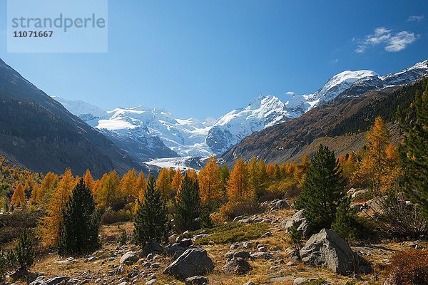 Herbst im Tal mit gelben Lärchen  hinten Morteratschgletscher  Pontresina  Graubünden  Schweiz  Europa