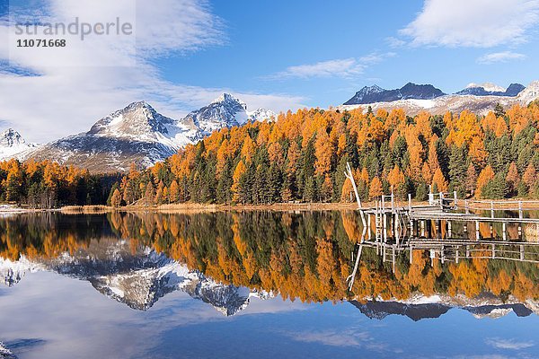 Herbststimmung mit gelben Lärchen  Stazersee bei St. Moritz  Graubünden  Schweiz  Europa