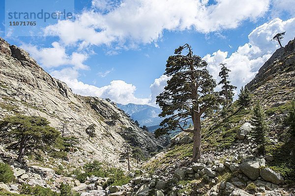 Gebirgslandschaft im Golo-Tal  Regionaler Naturpark Korsika  Parc naturel régional de Corse  Korsika  Frankreich  Europa