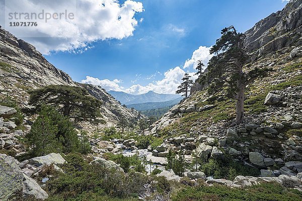Gebirgslandschaft im Golo-Tal  Regionaler Naturpark Korsika  Parc naturel régional de Corse  Korsika  Frankreich  Europa