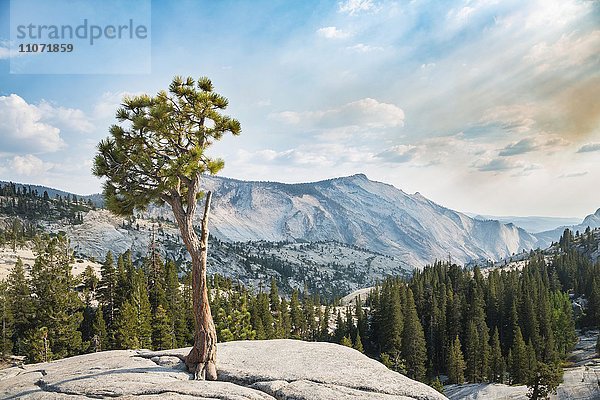 Baum  Kiefer (Pinus sp.) auf einem Steinplateau am Olmsted Point  Yosemite Nationalpark  Kalifornien  USA  Nordamerika