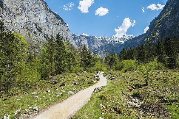 Wanderweg von der Salet-Alm zum Obersee  Salet am Königssee  Berchtesgadener Land  Oberbayern  Bayern  Deutschland  Europa