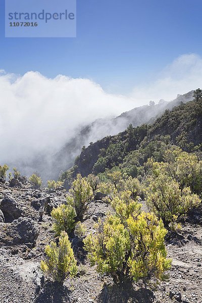Passatwolken am Pico de Malpaso  1500m  El Hierro  Kanarische Inseln  Spanien  Europa