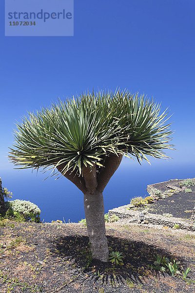Drachenbaum (Dracaena draco) am Mirador de la Pena  El Hierro  Kanarische Inseln  Spanien  Europa