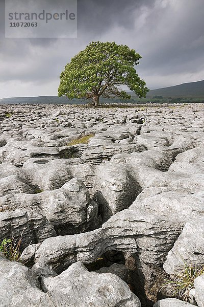 Einzelner Baum in Kalksteinlandschaft  Ingleborough National Nature Reserve  North Yorkshire  England  Grossbritannien