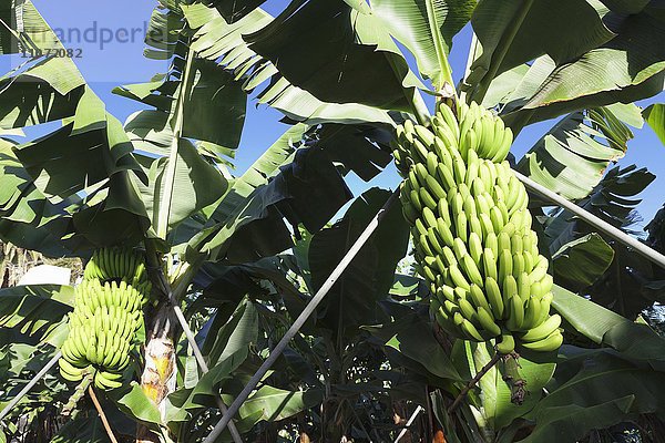 Kanarische Bananen (Musa sp.)  Bananenstaude auf Plantage bei San Andres  La Palma  Kanarische Inseln  Spanien  Europa