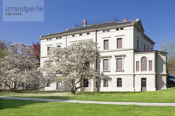 Galerie Villa Merkel mit blühenden Magnolien  Esslingen  Baden-Württemberg  Deutschland  Europa