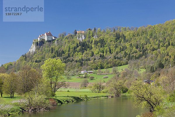Schloss Werenwag im Frühling  bei Hausen an der Donau  Naturpark Obere Donau  Schwäbische Alb  Baden Württemberg  Deutschland  Europa