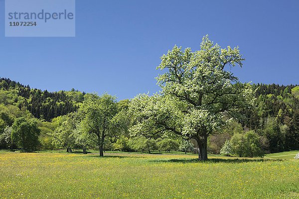 Blühende Bäume im Frühling  Bodanrück  Bodensee  Baden-Württemberg  Deutschland  Europa