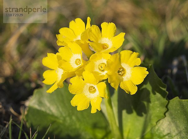 Aurikel oder Alpenaurikel (Primula auricula)  Schneeberg  Niederösterreich  Österreich  Europa