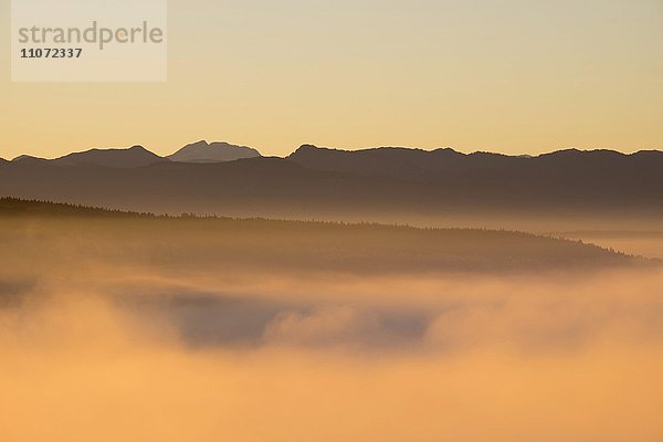 Morgennebel bei Sonnenaufgang über Pupplinger Au  Ausblick von Weiße Wand bei Icking  hinten Alpen  Oberbayern  Bayern  Deutschland  Europa